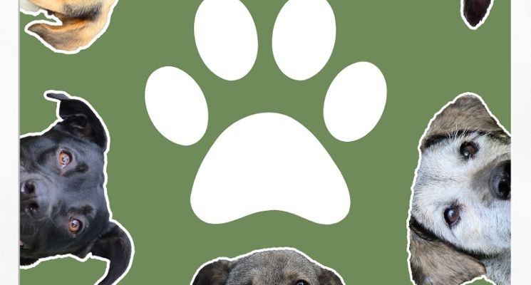 Plakat Dobroczynna Giełda Fotografii dla Eko Straży