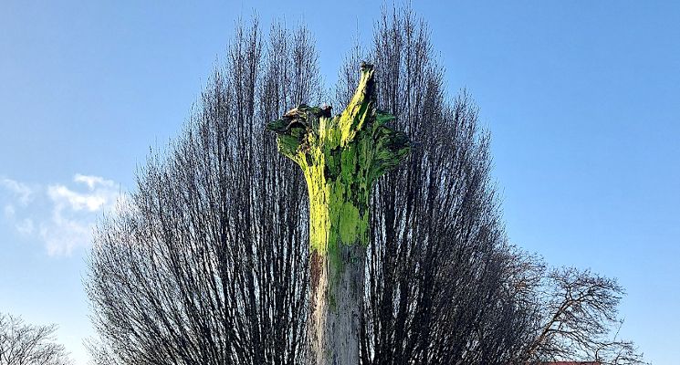 Plakat „Żywy Pomnik ARENA” Jerzego Beresia akcja malowania drzewa | happening w przestrzeni miasta