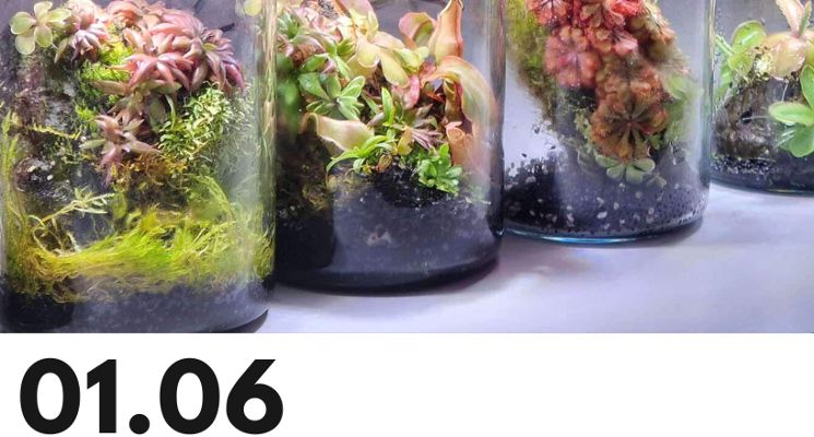 Plakat Rośliny owadożerne – terrarium warsztaty dla dzieci i dorosłych