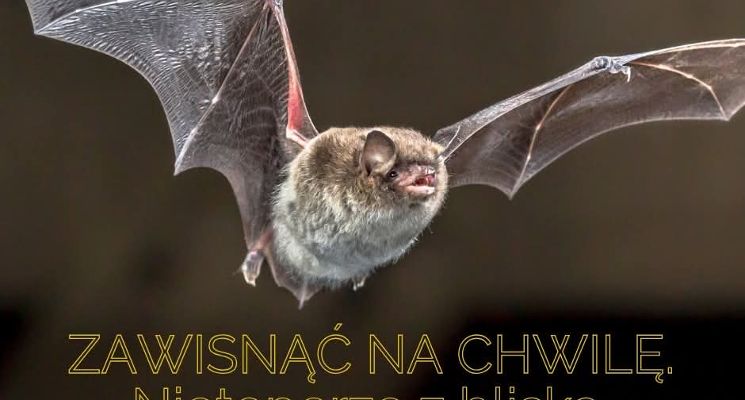Plakat Zawisnąć na chwilę. Nietoperze z bliska. Edycja II