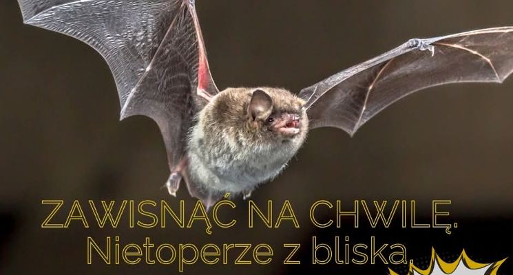 Plakat Zawisnąć na chwilę. Nietoperze z bliska