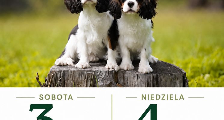 Plakat Wrocławskie Święta Miłośników Psów
