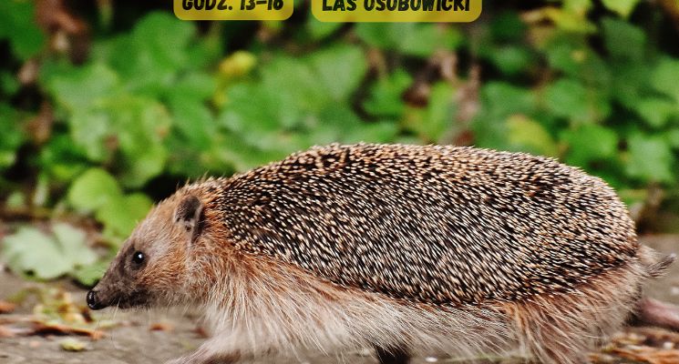 Plakat Dokąd nocą tupta jeż? - rodzinna gra terenowa