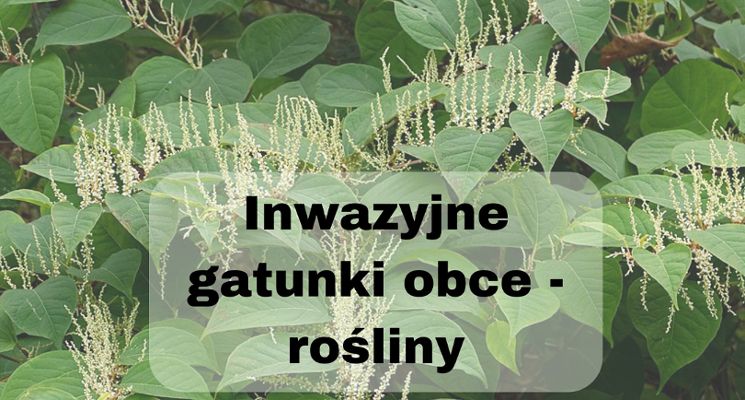 Plakat Inwazyjne gatunki obce - rośliny [WYKŁAD]