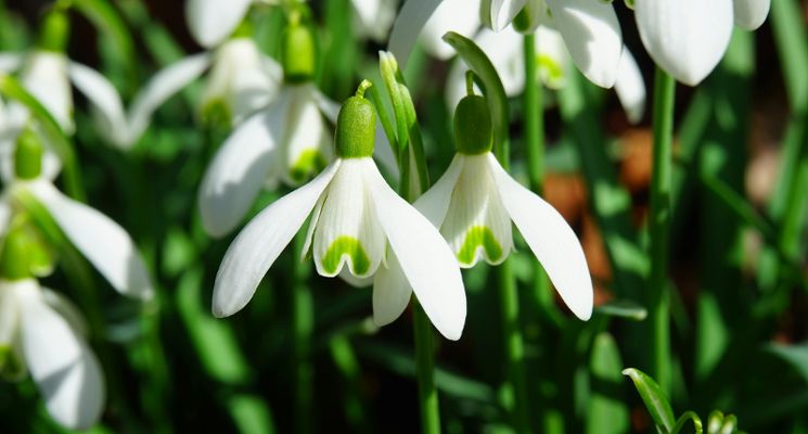 Plakat Imbolc: A Celtic Rite of Spring and Light
