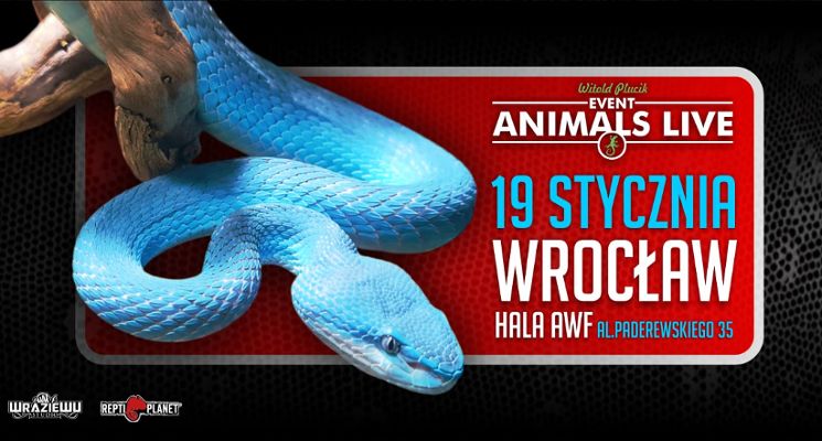 Plakat Animals Live Wrocław | Terrarystyka & Akwarystyka & Botanika