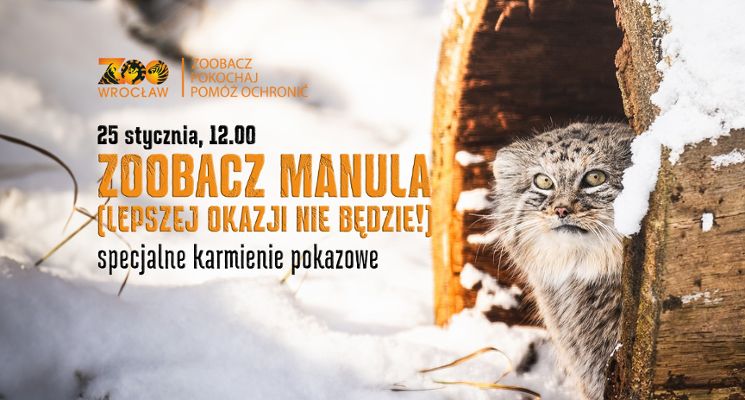 Plakat Zobacz manula - pokazowe karmienie w ZOO