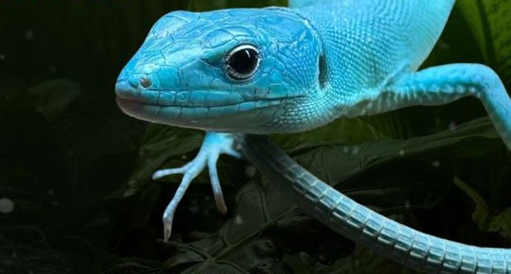 Plakat EXOTICARIUM 2025 Targi Terrarystyczne