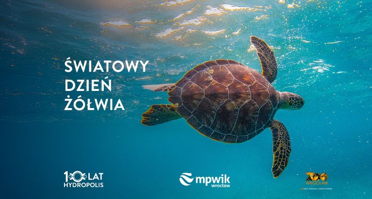 Plakat Światowy Dzień Żółwia