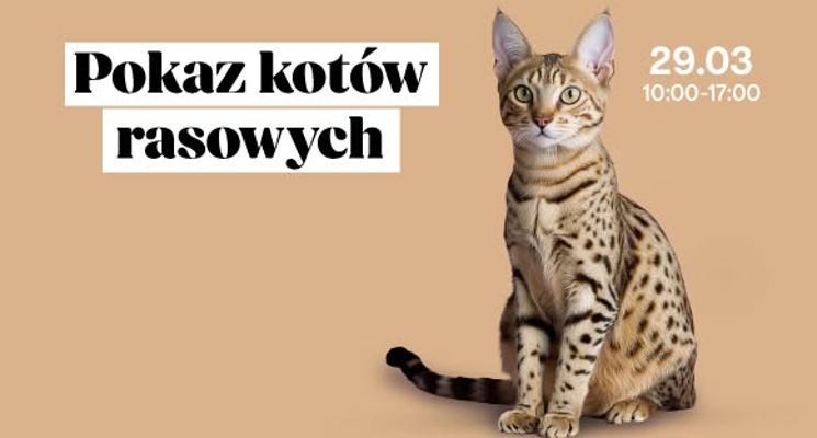 Plakat Pokaz Kotów Rasowych w Pasażu Grunwaldzkim