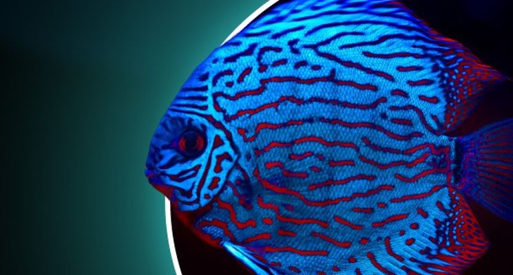 Plakat Targi Akwarystyczne