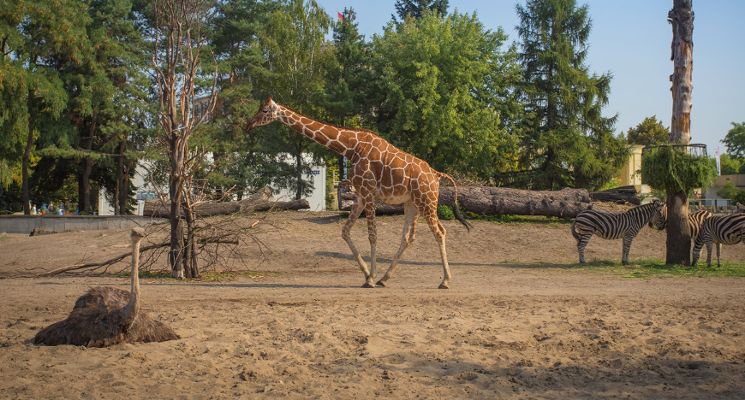 Plakat ZOO Wrocław