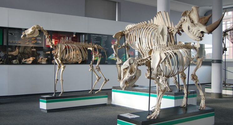 Plakat Muzeum Przyrodnicze – oprowadzanie po wystawie „Układ Kostny kręgowców”