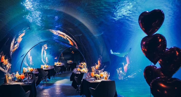 Plakat Podwodne Walentynki w ZOO Wrocław