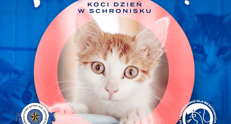 Plakat Koci Dzień w Schronisku - poznaj swojego przyszłego przyjaciela!