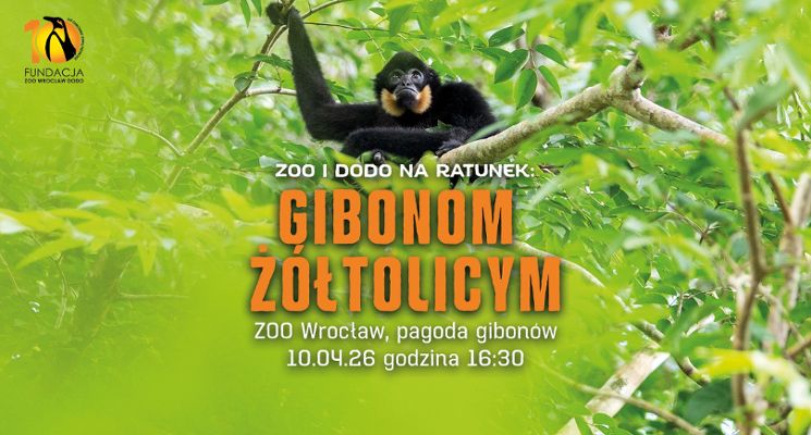 Plakat ZOO i DODO na ratunek: gibonom żółtolicym