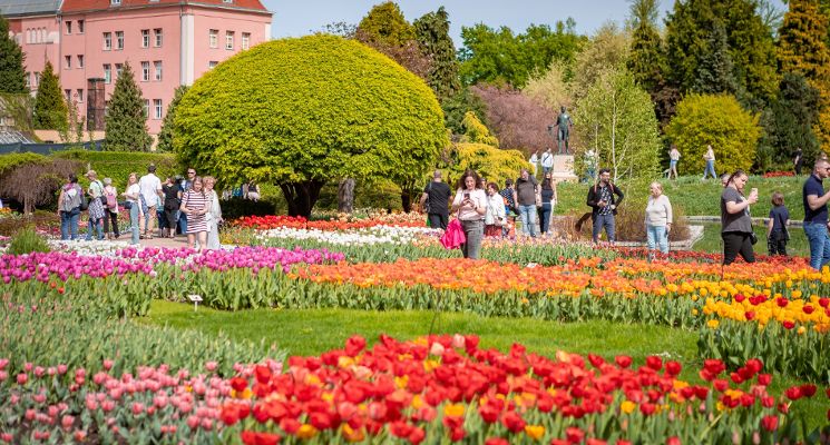 Plakat Festiwal Tulipanów