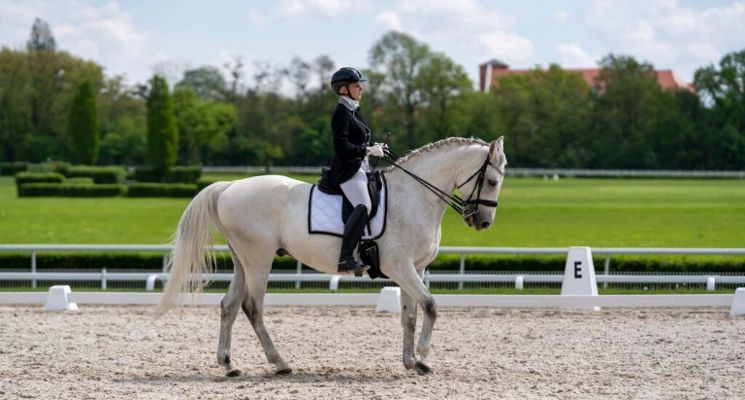 Plakat Zawody Regionalne i Towarzyskie w ujeżdżeniu Pro-Hippika 02/26