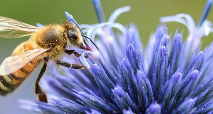 Plakat Dzień Pszczoły w Ogrodzie Botanicznym