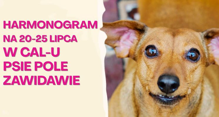 Plakat Harmonogram wydarzeń CAL Psie Pole-Zawidawie