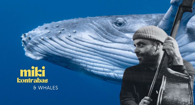 Plakat Koncert pod szkieletem płetwala błękitnego | Miki kontrabas & whales