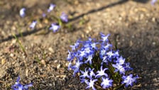 Na przełomie marca i kwietnia w Ogrodzie Botanicznym kwitnie wiele roślin.