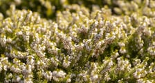 Na przełomie marca i kwietnia w Ogrodzie Botanicznym kwitnie wiele roślin.