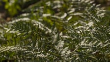 Na przełomie marca i kwietnia w Ogrodzie Botanicznym kwitnie wiele roślin.