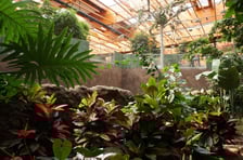 Budowa i otwarcie Afrykarium