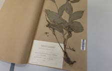 Herbarium. Muzeum Przyrodniczego Uniwersytetu Wrocławskiego