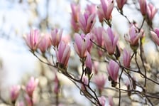 Magnolie w Ogrodzie Botanicznym we Wrocławiu