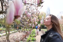 Magnolie w Ogrodzie Botanicznym we Wrocławiu