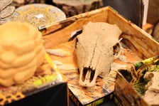 <p>ZooEgzotyka, czyli Giełda Terrarystyczno-akwarystyczna w Hali Orbita</p>