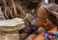 ZOO Wrocław - dziewczynka oglądająca jaszczurkę
