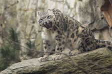 <p>Pantera - wrocławskie zoo</p>