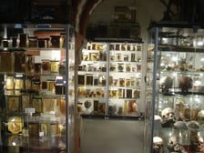 <p>Muzeum Medycyny Sądowej Uniwersytetu Medycznego</p>