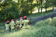 Drzewo spadło na ścieżkę spacerową na Biskupinie