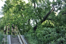 Drzewo spadło na ścieżkę spacerową na Biskupinie