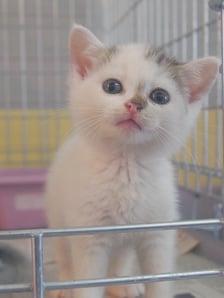 Kocięta do adopcji z wrocławskiego schroniska