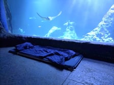 <p>W Tunelu Mozambickim wrocławskiego Afrykarium można spędzić noc. Najpierw oprowadzają nas edukatorzy, potem śpimy "na dnie oceanu". Rano budzi nas hipopotam.</p>