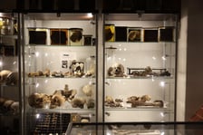 Muzeum Medycyny Sądowej Uniwersytetu Medycznego we Wrocławiu
