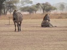 Prof. Marta Osypińska i prof. Piotr Osypiński  podczas poprzedniego rekonesansku w Tanzanii (2)