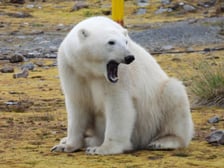 <p>Niedźwiedź polarny w pobliżu Polskiej Stacji Polarnej Hornsund na Spitsbergenie</p>