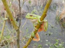 <p>Rzekotka drzewna</p>