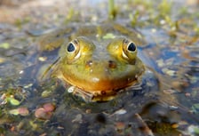 <p>Żaba zielona</p>