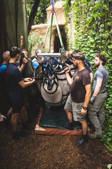 Przygotowania do transportu manata Ambrożego