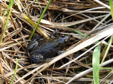 <p>Kumak nizinny</p>