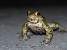 <p>Ropucha szara</p>