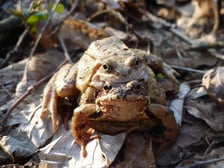 <p>Para żab trawnych</p>