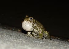 <p>Śpiewający samiec ropuchy zielonej</p>